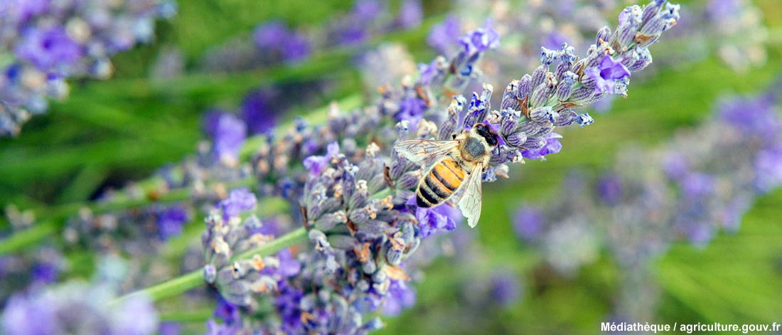 maa-abeille.jpg